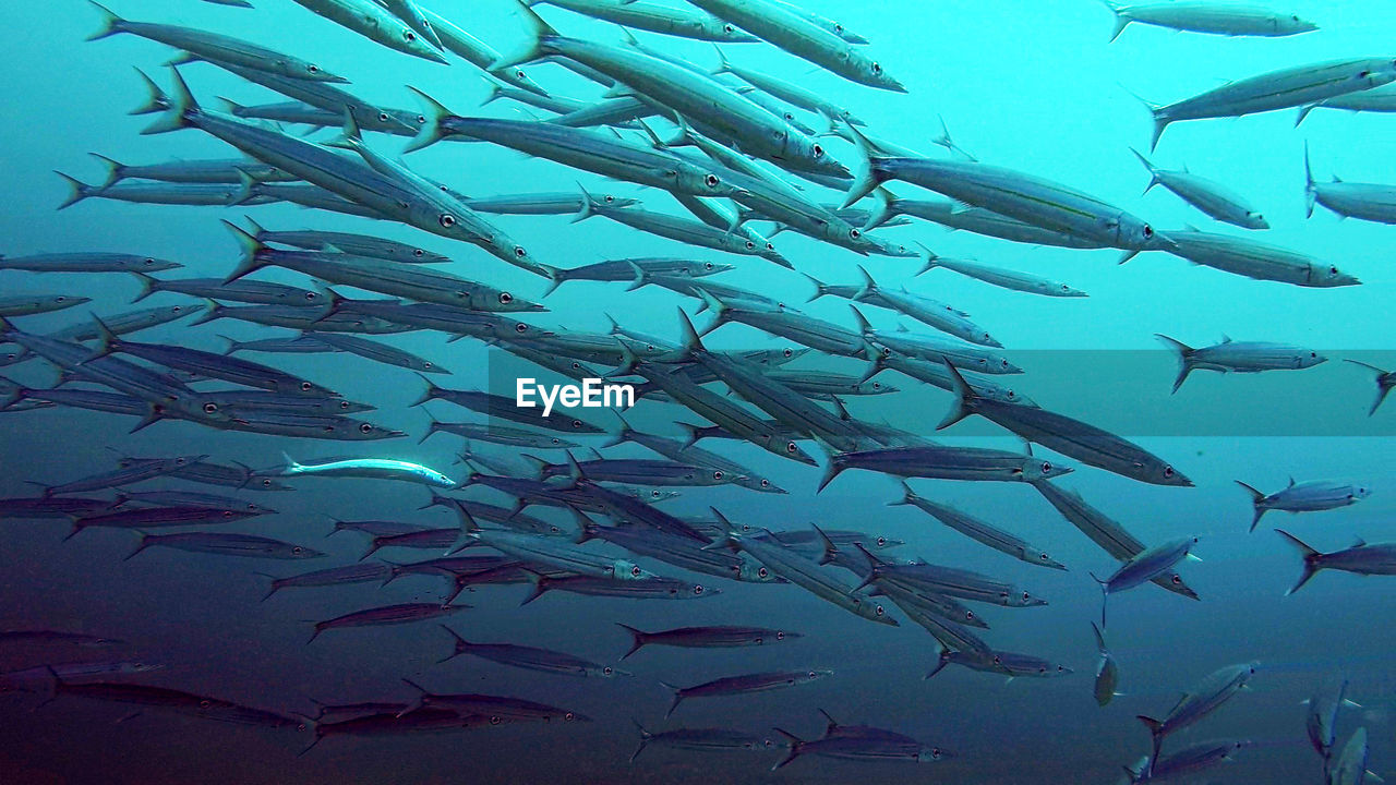 VIEW OF FISH SWIMMING IN SEA
