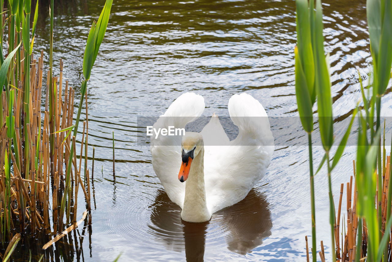 water, animal wildlife, animal themes, bird, wildlife, animal, lake, swan, nature, reflection, water bird, white, one animal, ducks, geese and swans, no people, day, beauty in nature, mute swan, swimming, plant, beak, outdoors, tranquility