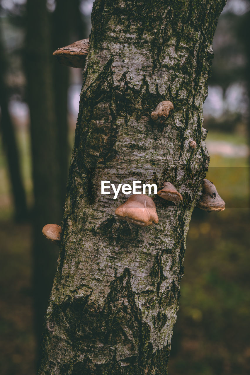 CLOSE-UP OF FUNGUS GROWING ON TREE TRUNK