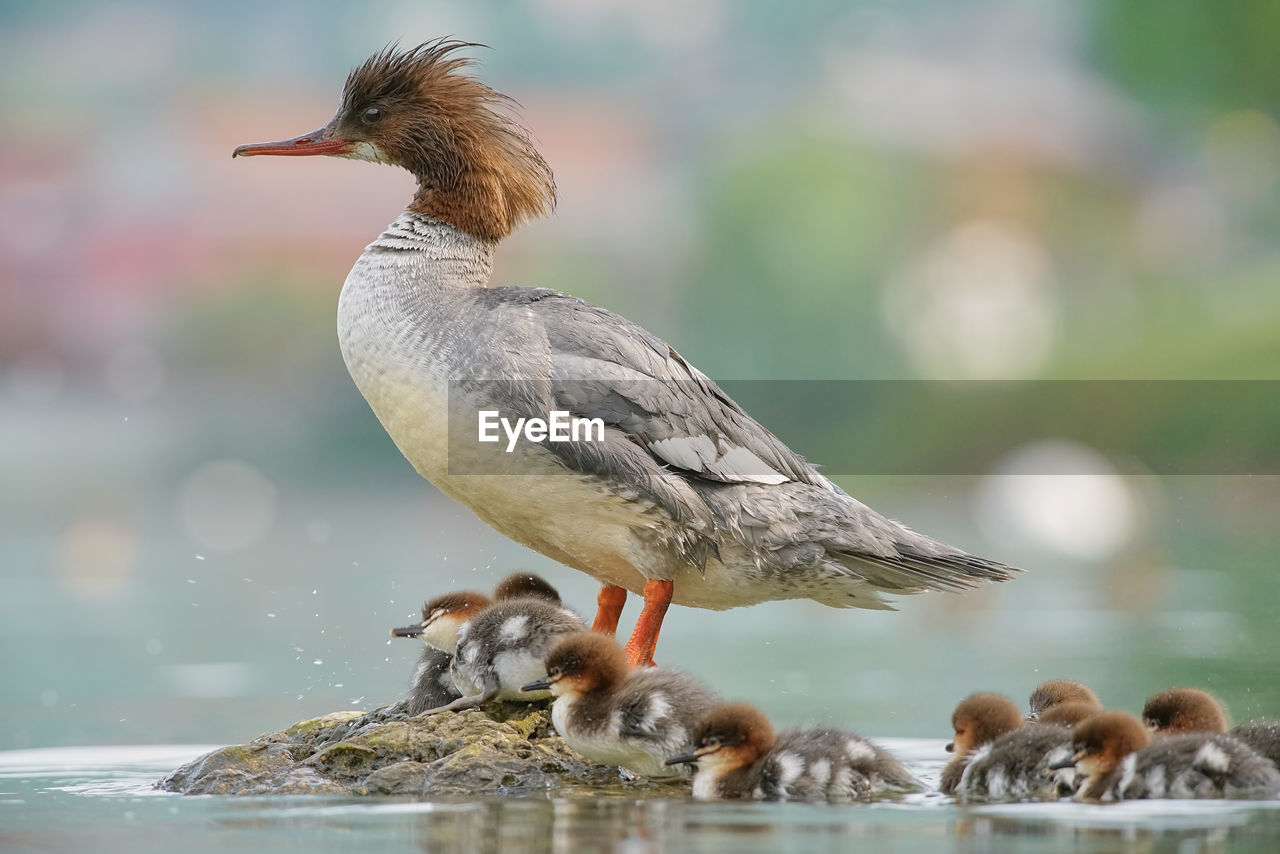 CLOSE-UP OF BIRDS PERCHING ON THE LAKE