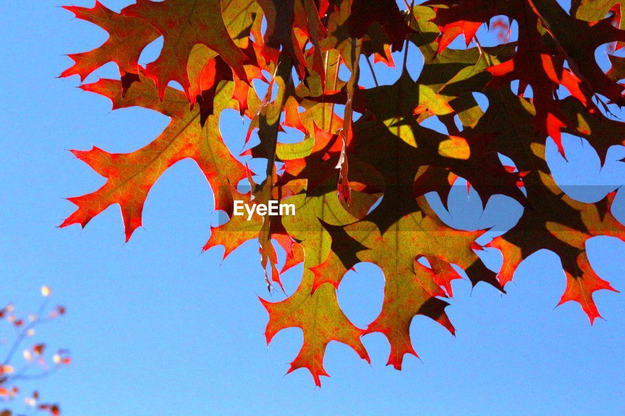 Low angle view of autumn leaves against blue sky