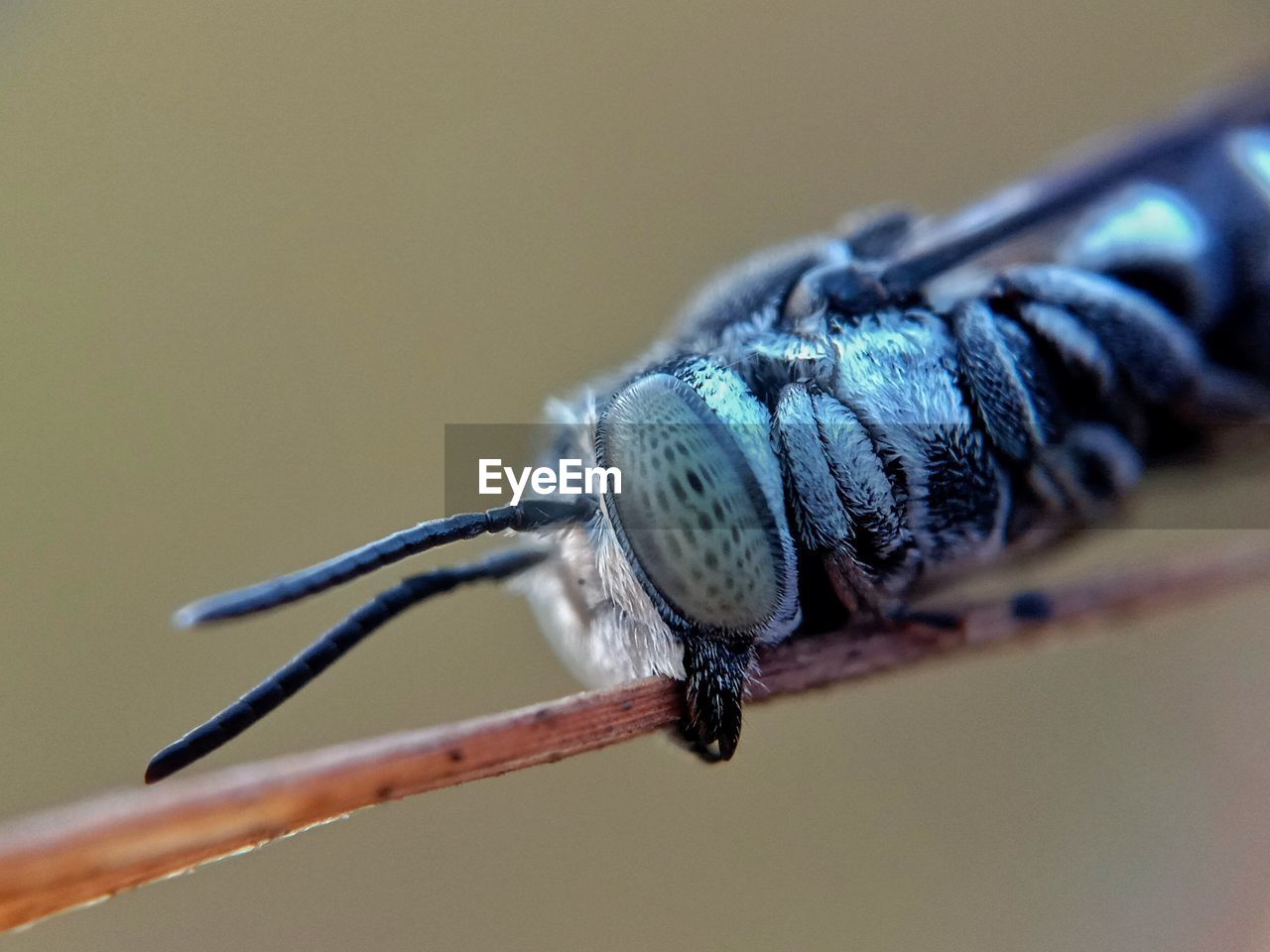 Close-up of insect, bee