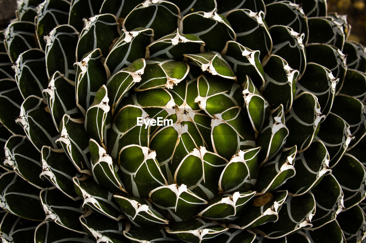 Close-up of fresh green plant