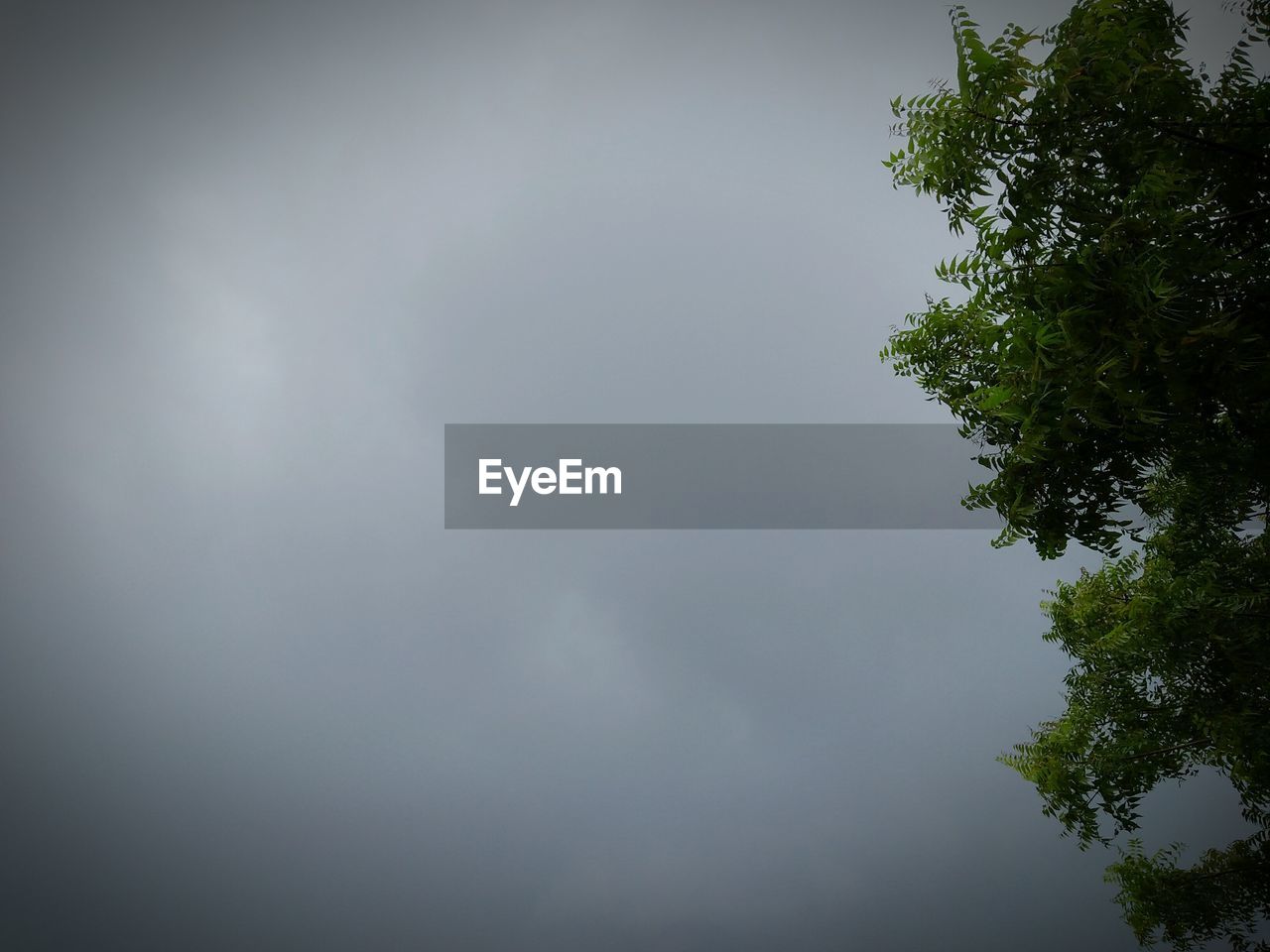 LOW ANGLE VIEW OF TREES AGAINST CLOUDY SKY