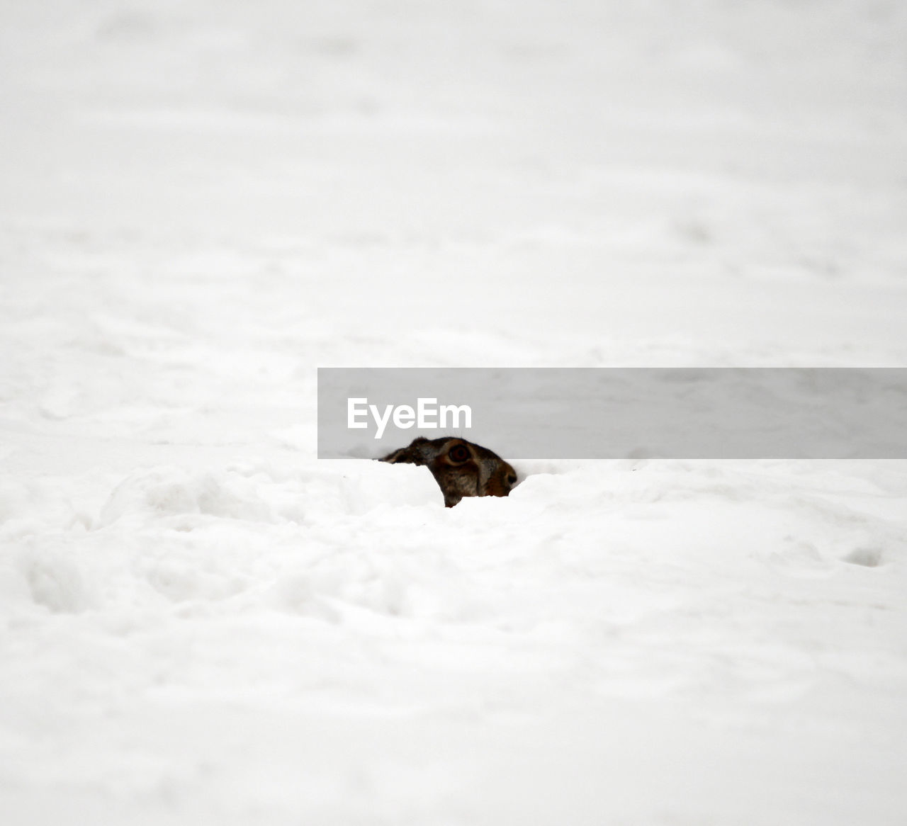 BIRD ON A SNOW COVERED LAND