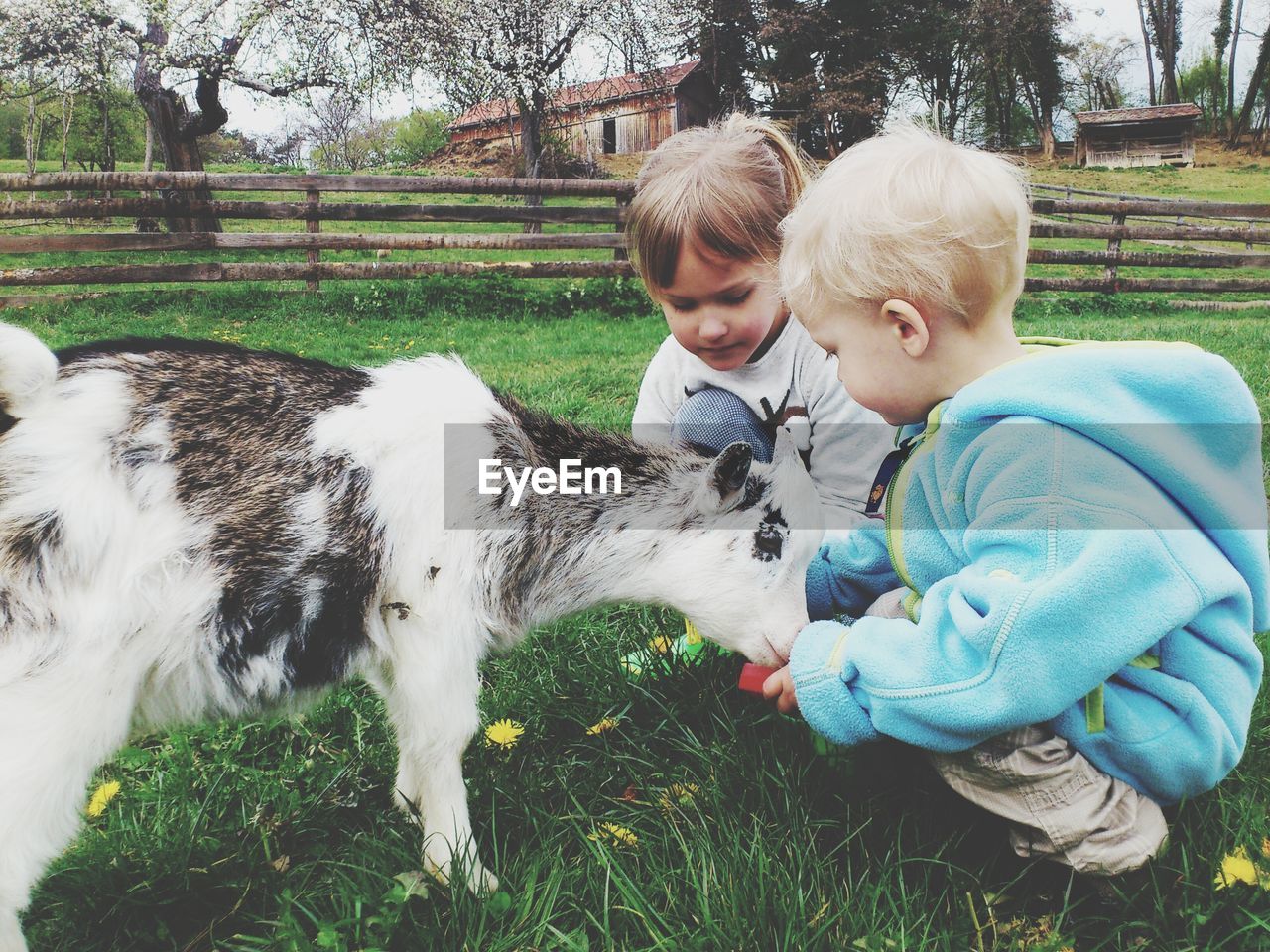 Portrait of children with goat