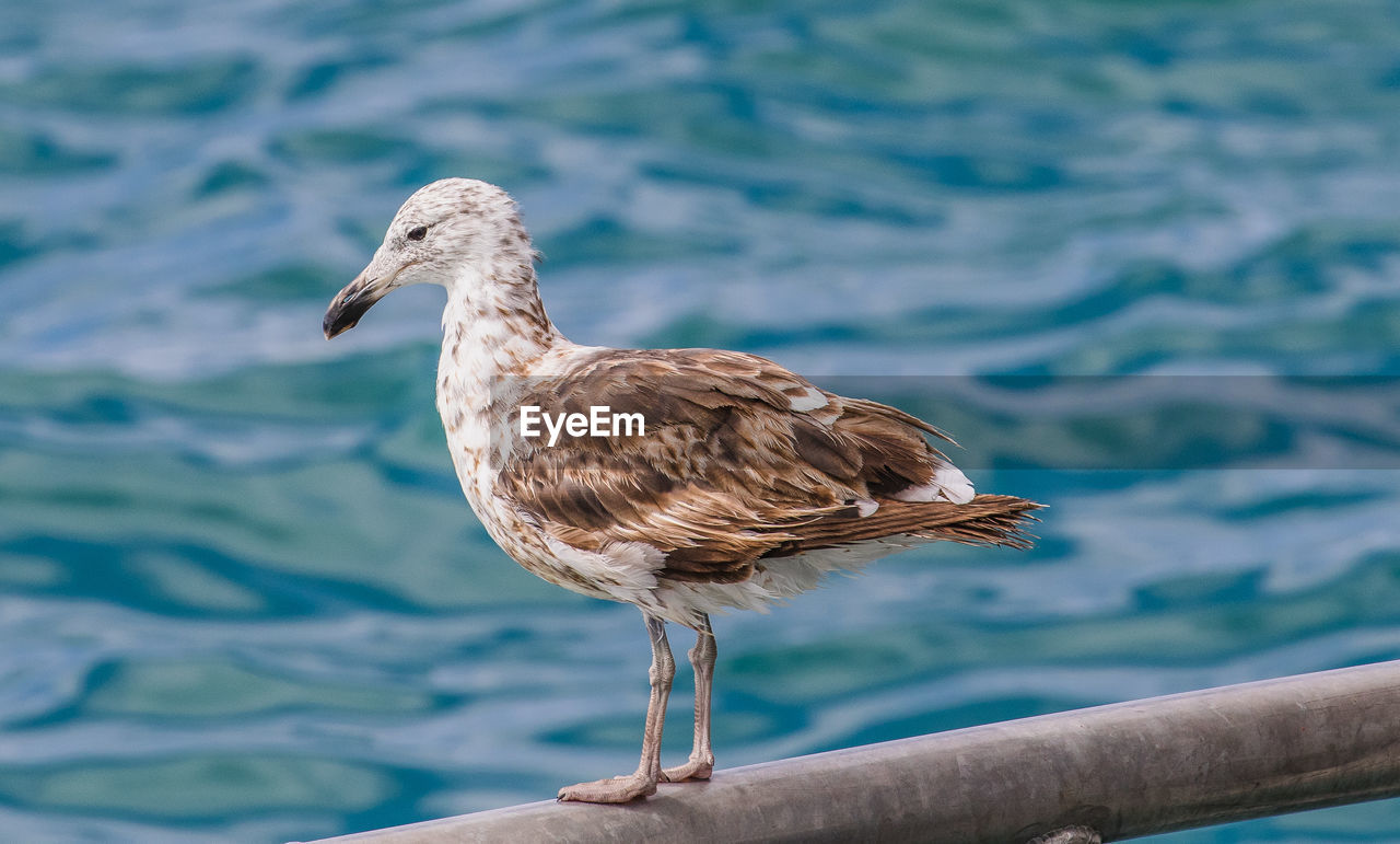 Close-up of seagull perching on a sea
