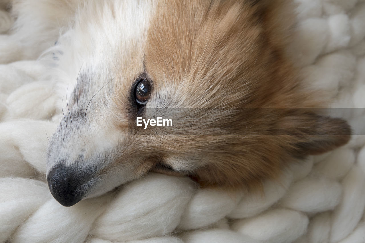 Close-up of a corgi dog resting