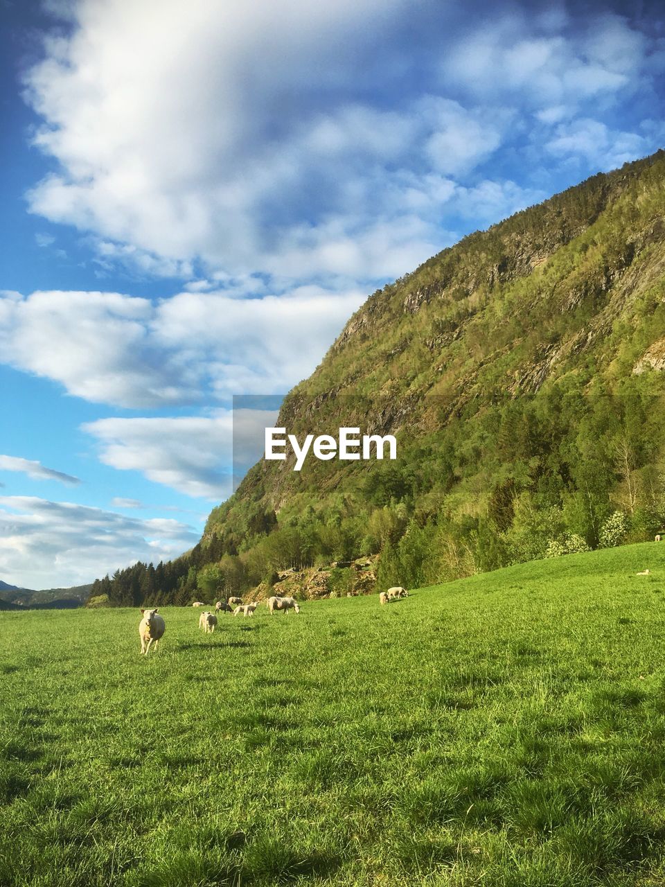 COWS GRAZING IN FIELD