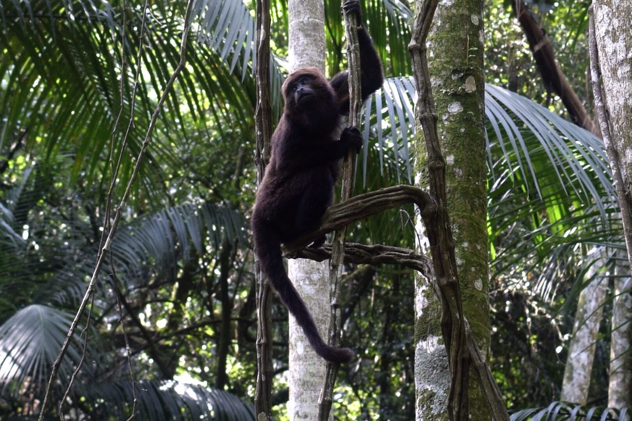 Low angle view of a monkey on tree