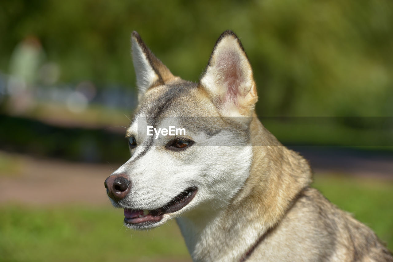 close-up portrait of dog