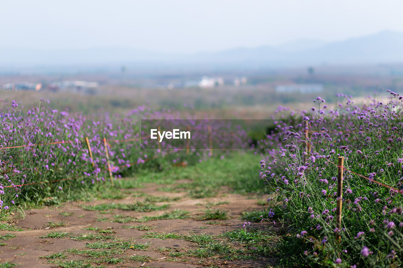 Purple flowering plants on field against sky