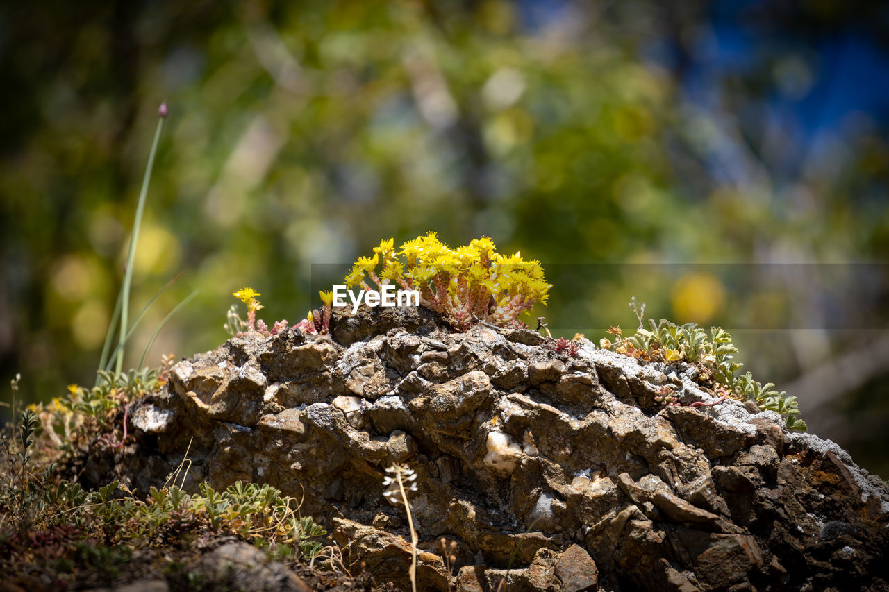 CLOSE-UP OF LICHEN ON ROCK