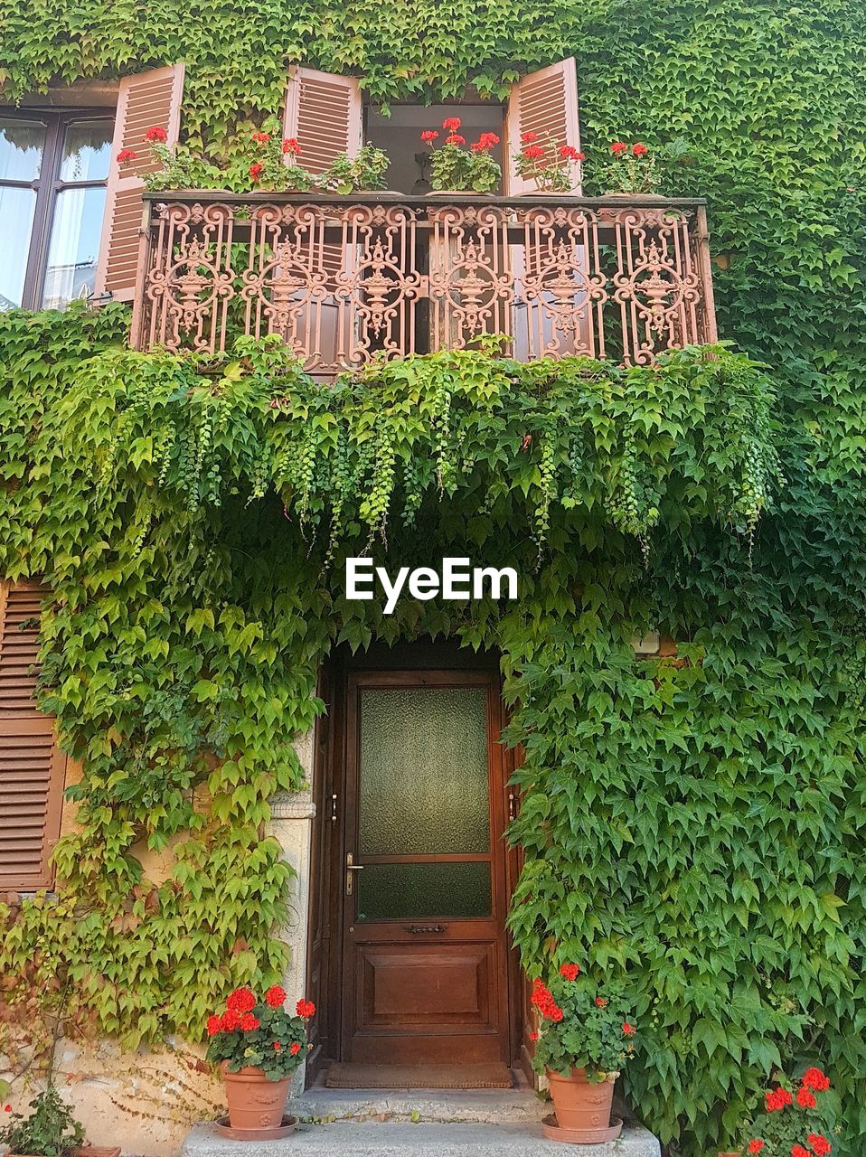 IVY GROWING ON HOUSE WALL