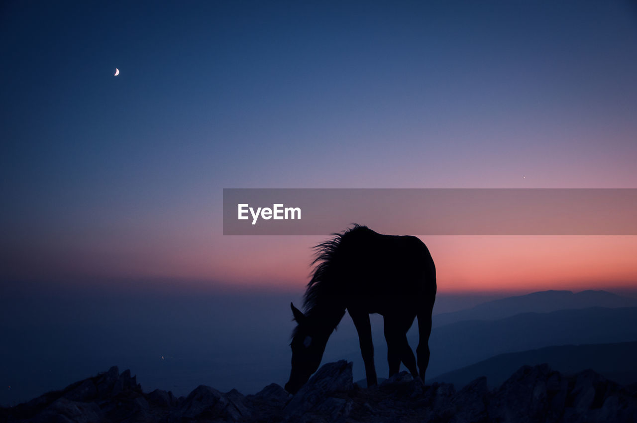 Silhouette horse standing on land against sky during sunset