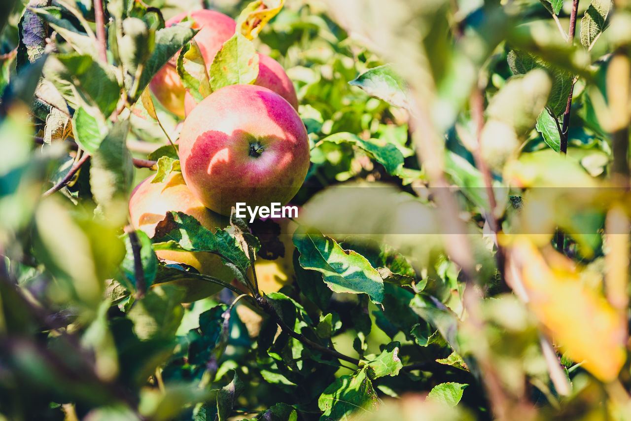 CLOSE-UP OF APPLES ON TREE