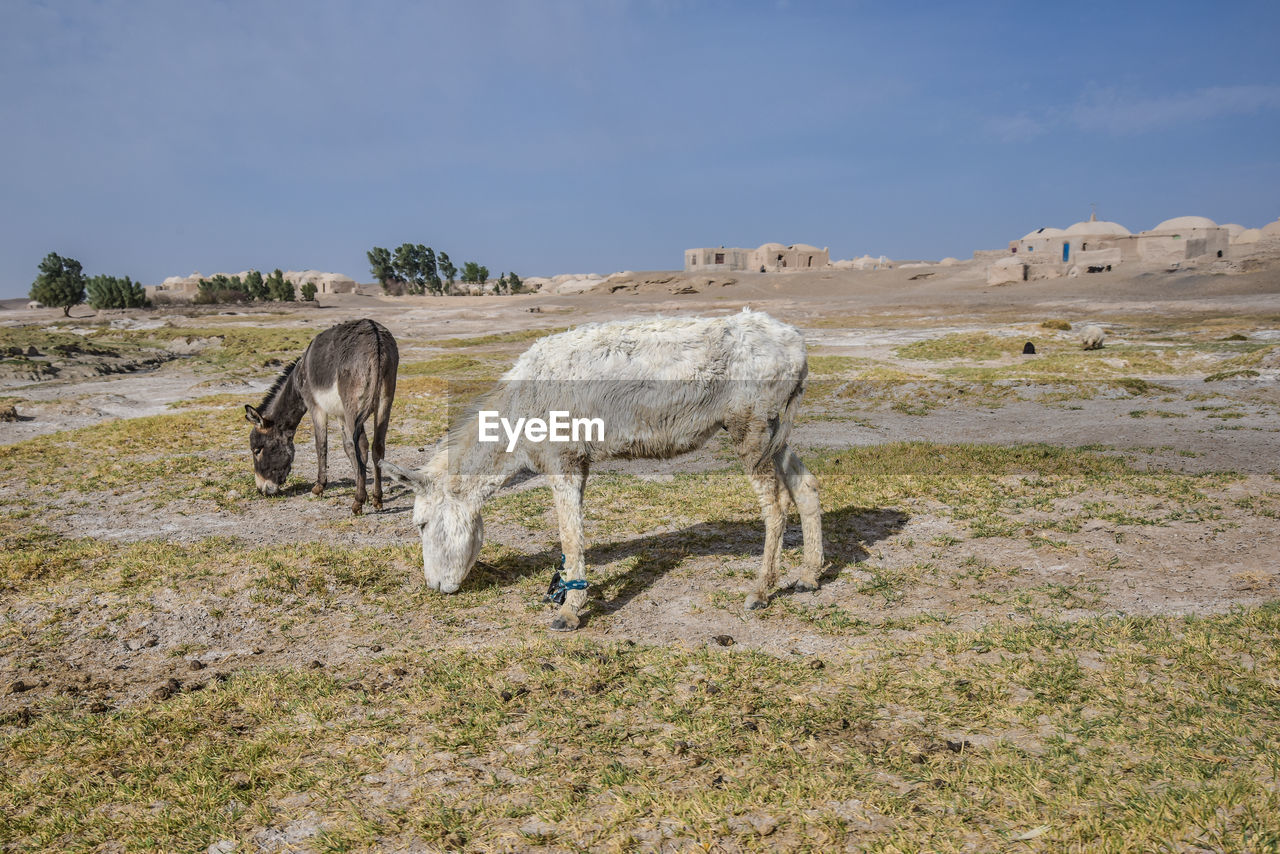 mammal, animal, animal themes, domestic animals, natural environment, landscape, livestock, sky, animal wildlife, land, environment, nature, wilderness, pet, no people, horse, rural area, grazing, group of animals, grass, wildlife, steppe, agriculture, field, pasture, scenics - nature, day, herd, plant, standing, outdoors, full length, mountain, rural scene, beauty in nature, working animal, grassland, travel, donkey, non-urban scene, travel destinations, desert