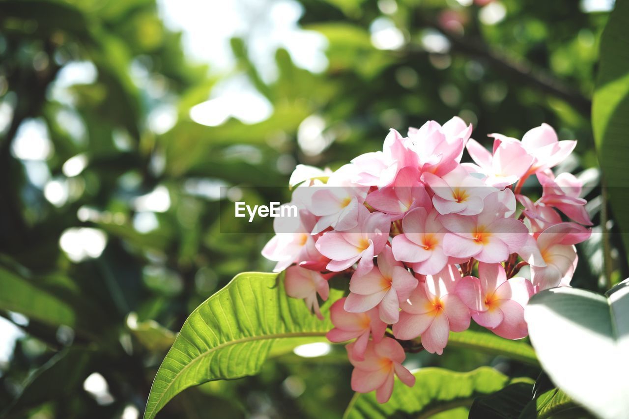 Close-up of pink flowering plant