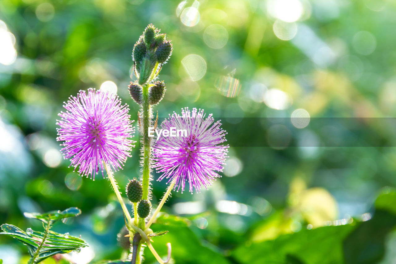 Close-up of purple flowering plant