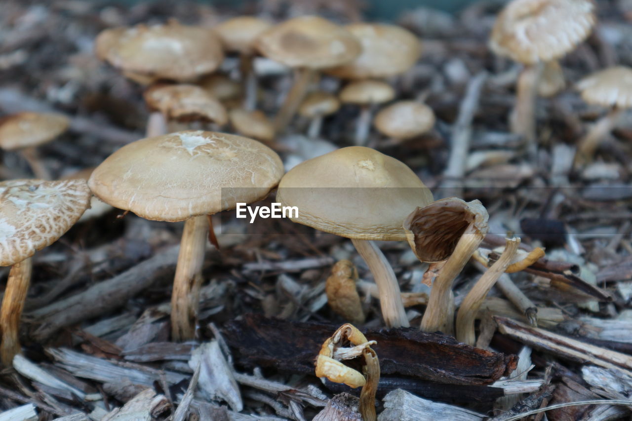 Close-up of mushrooms growing on field