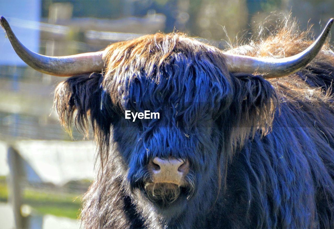 Close-up of highland cattle on sunny day