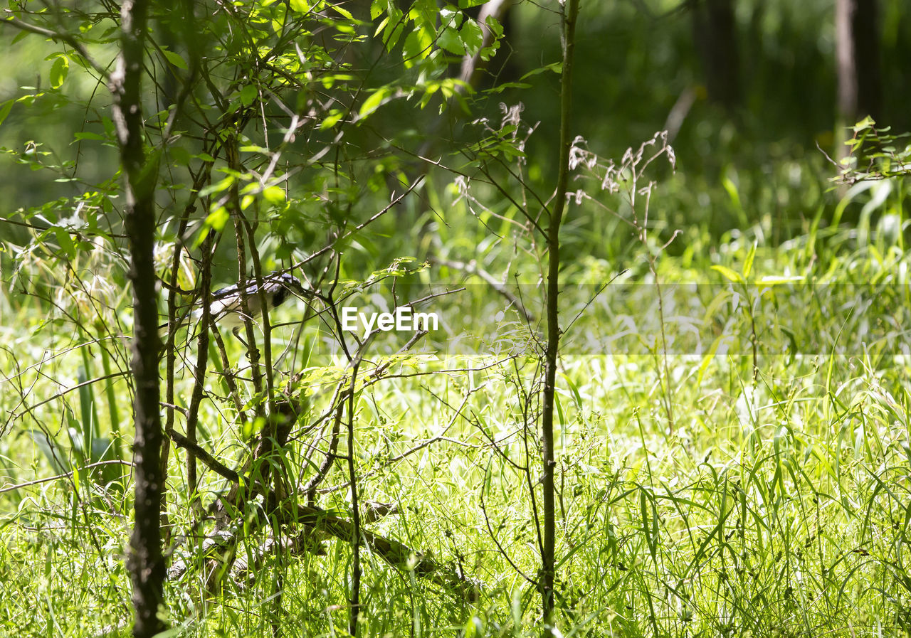 VIEW OF A TREE