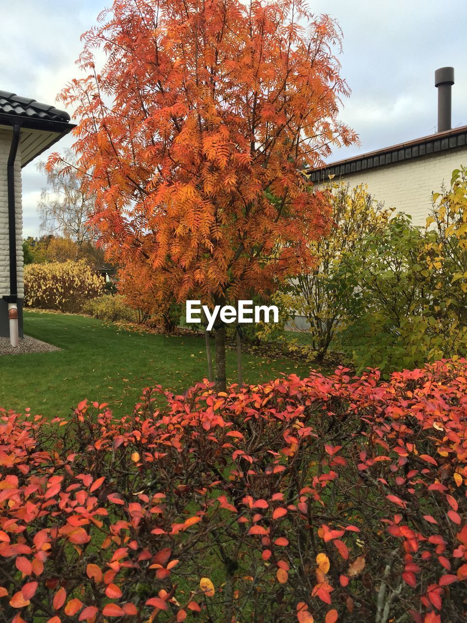 TREES ON FIELD DURING AUTUMN