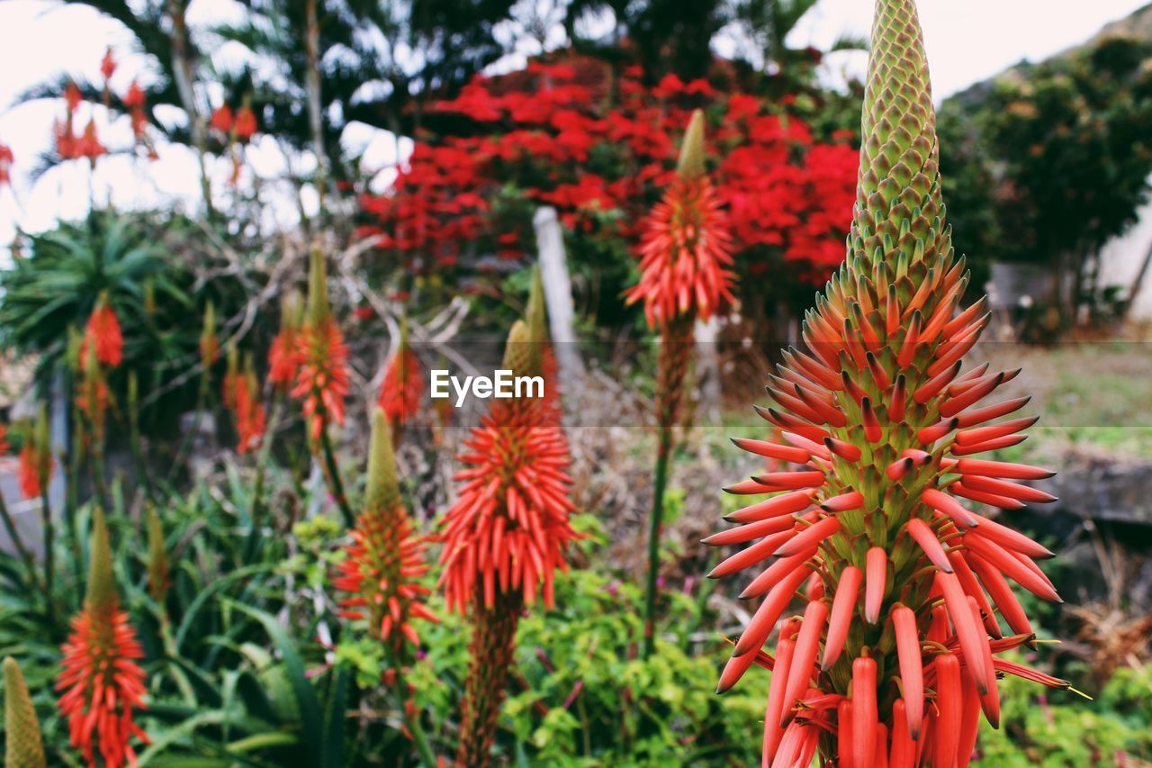 Close-up of red flowering plants