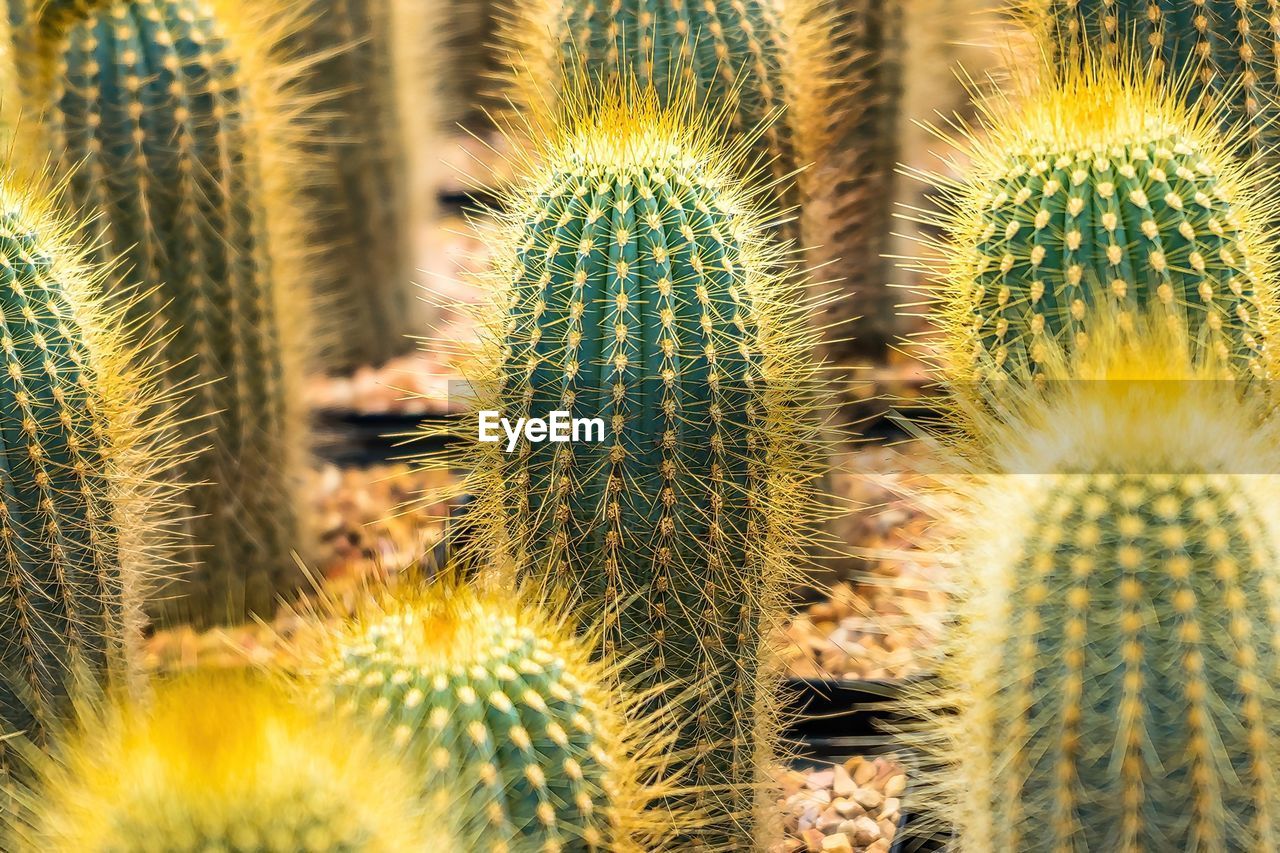 cactus, succulent plant, thorn, plant, growth, nature, beauty in nature, no people, green, sharp, close-up, spiked, sign, plant stem, warning sign, land, outdoors, field, desert, communication, flower, day, scenics - nature, arid climate, climate, backgrounds, yellow, full frame, sunlight, barrel cactus, environment, non-urban scene, heat