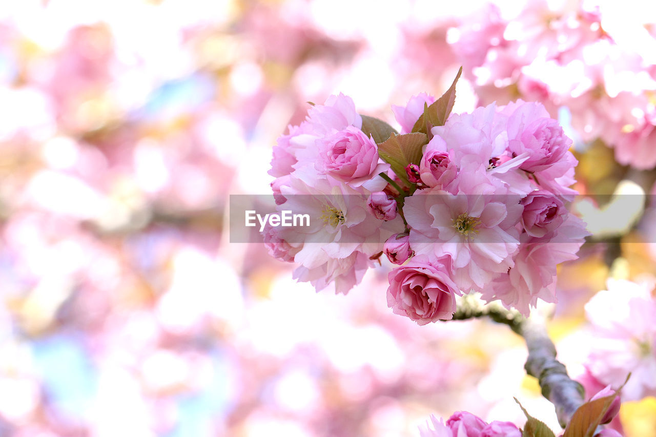 Pink cherry blossoms with bokeh background