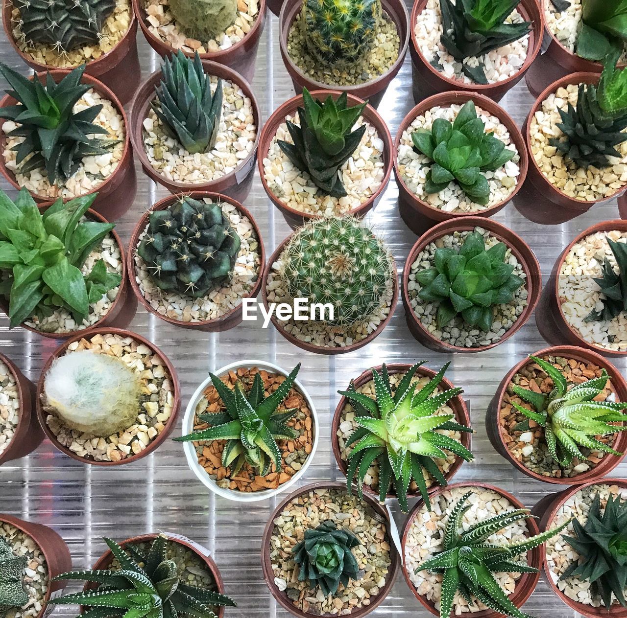 High angle view of many succulent plants on table