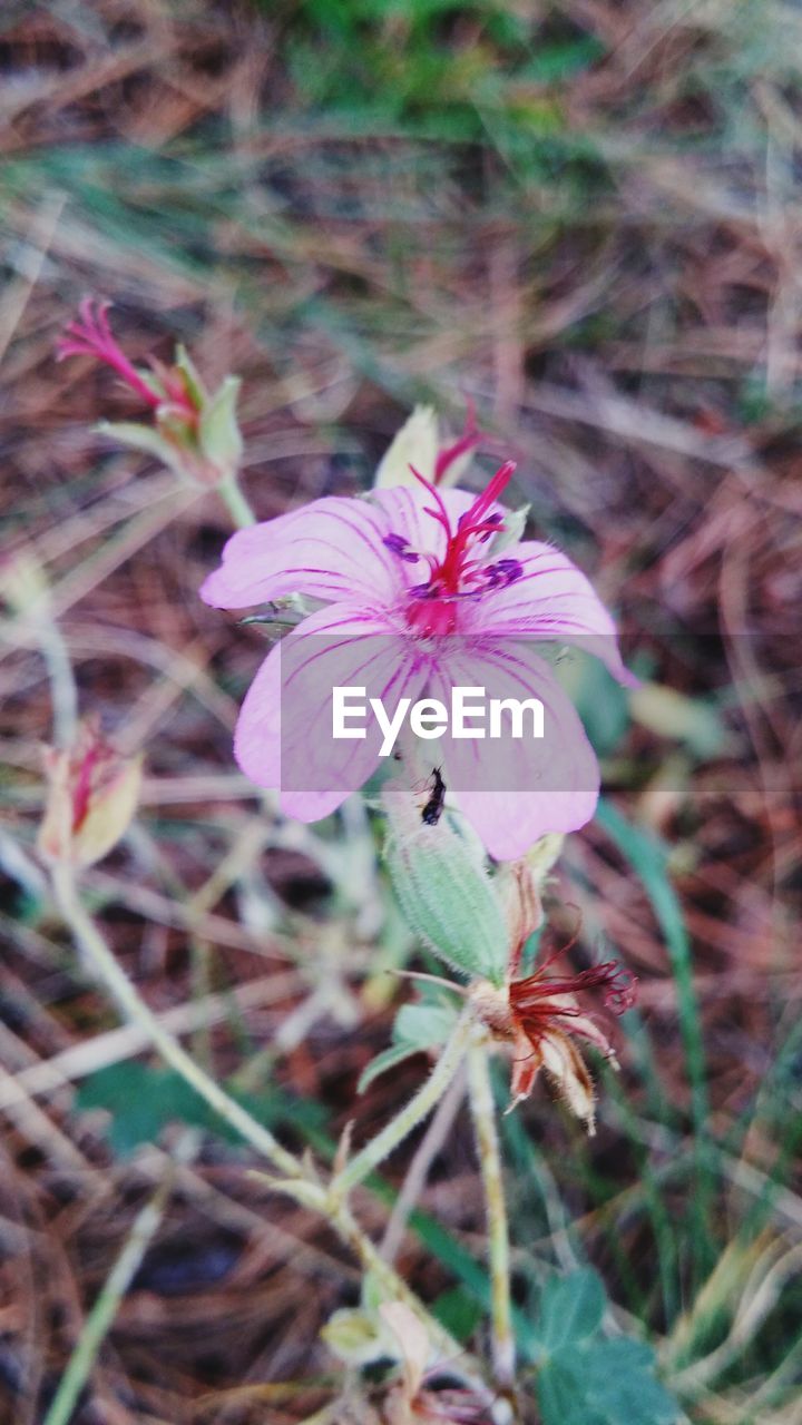 CLOSE-UP OF PINK FLOWER BLOOMING