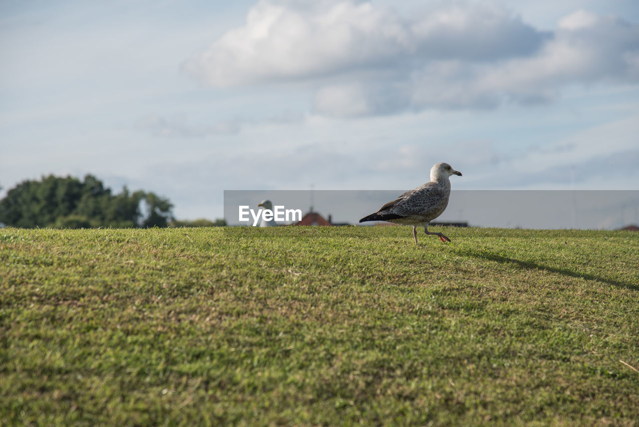 BIRD PERCHING ON FIELD