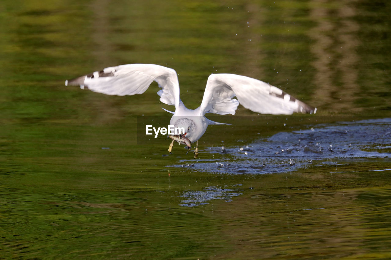 Bird hunting fish while flying over lake