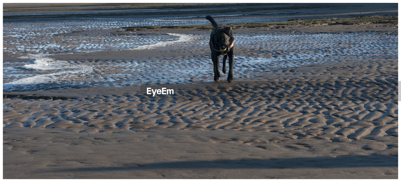 DOG ON BEACH