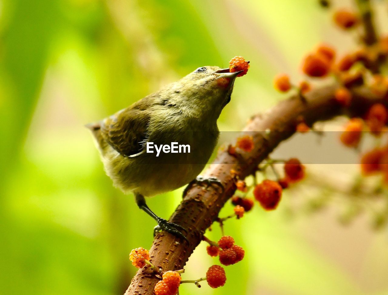 CLOSE-UP OF A BIRD PERCHING ON A TREE