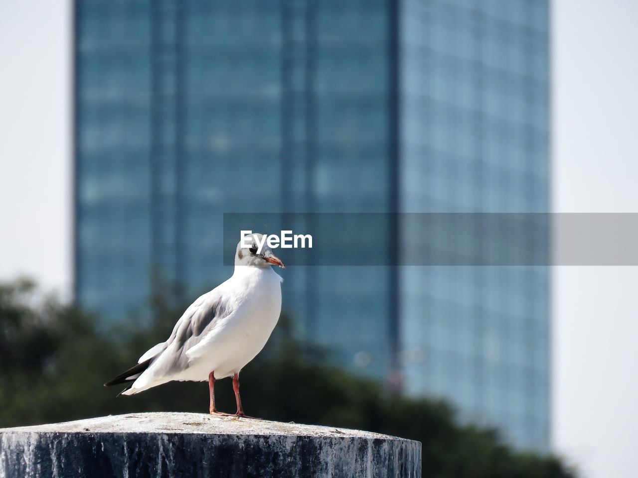 CLOSE-UP OF SEAGULL PERCHING ON A WALL