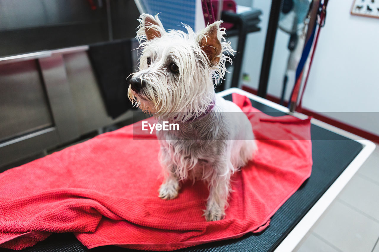 From above small dog with bright towel after taking shower in salon