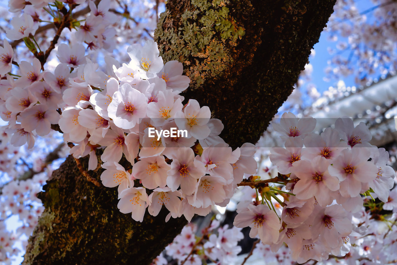 plant, flower, flowering plant, beauty in nature, growth, fragility, tree, spring, freshness, blossom, branch, nature, springtime, cherry blossom, close-up, no people, day, petal, pink, inflorescence, flower head, focus on foreground, botany, outdoors, low angle view, macro photography, leaf, cherry tree, white, pollen, produce, tree trunk