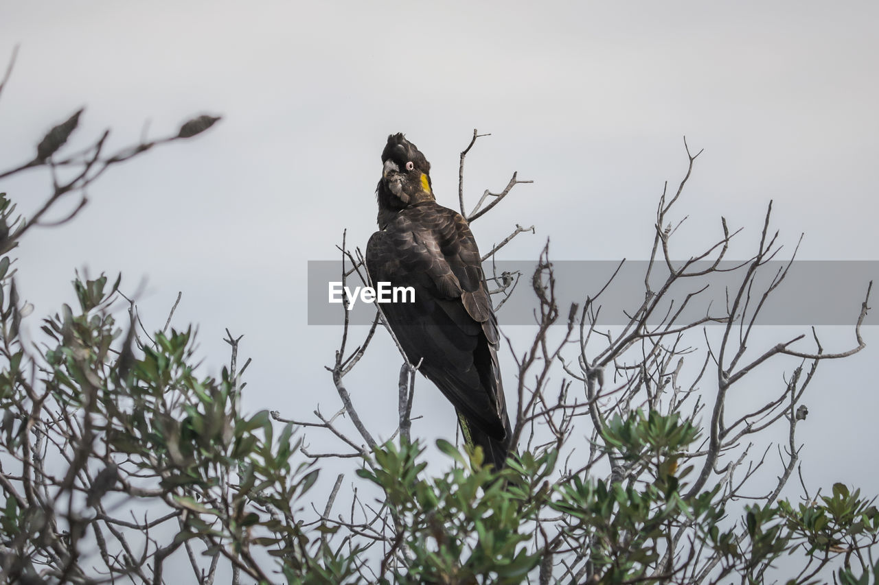 Low angle view of bird perching on tree against sky