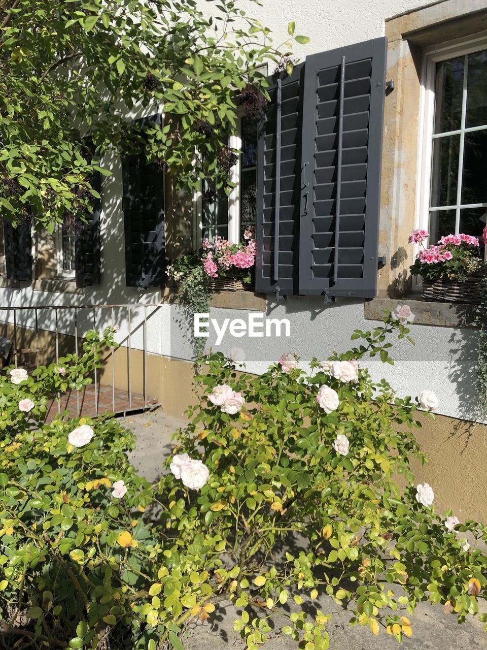 FLOWERING PLANTS BY WINDOW OF HOUSE