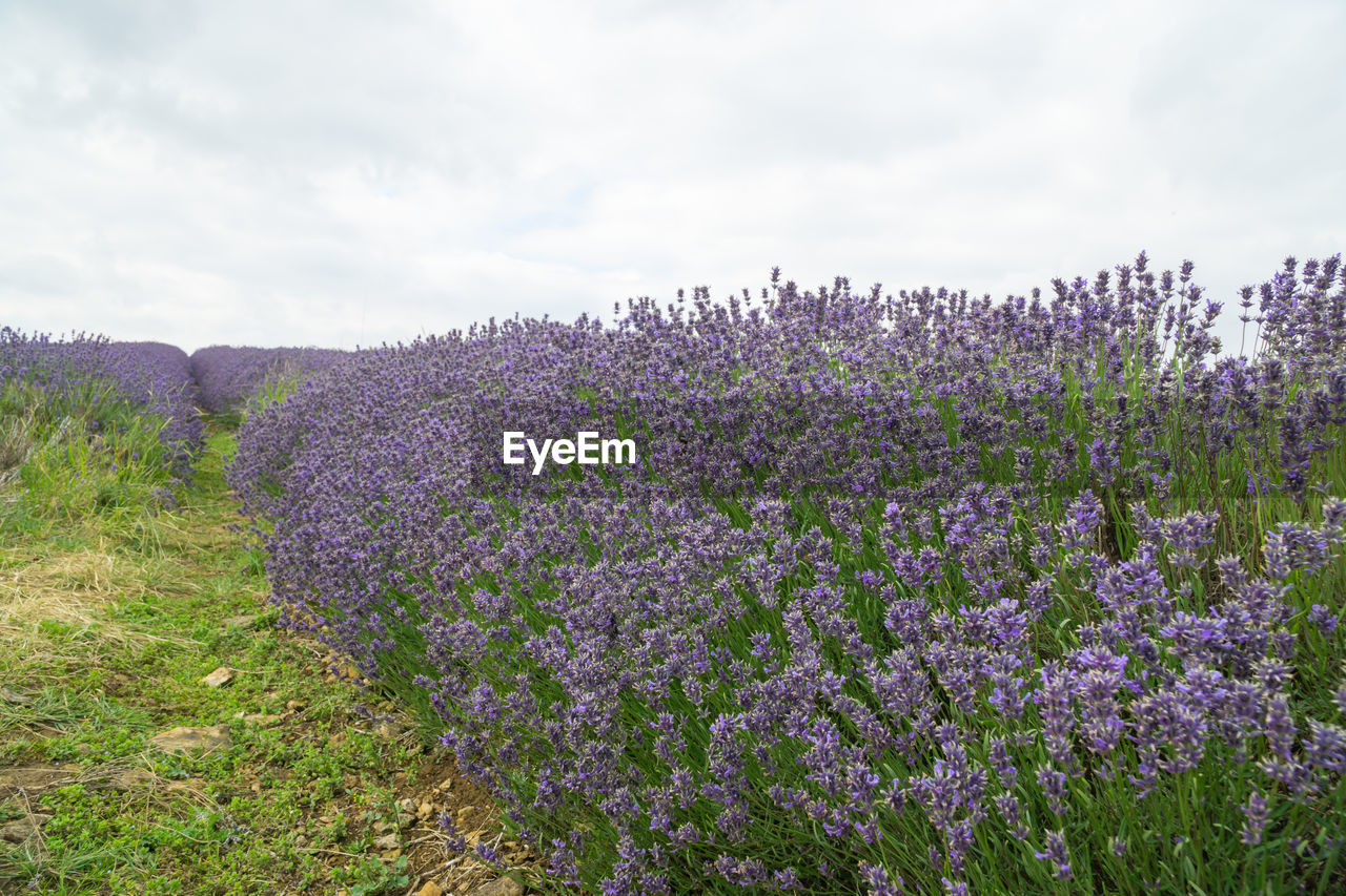 PURPLE FLOWERING PLANTS ON FIELD