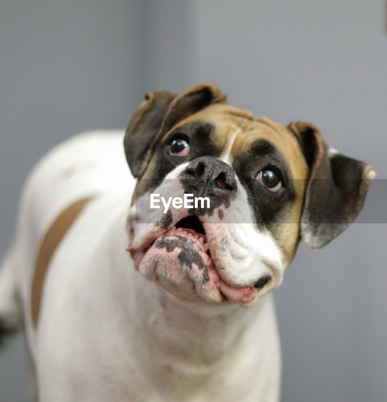 High angle view of dog looking up