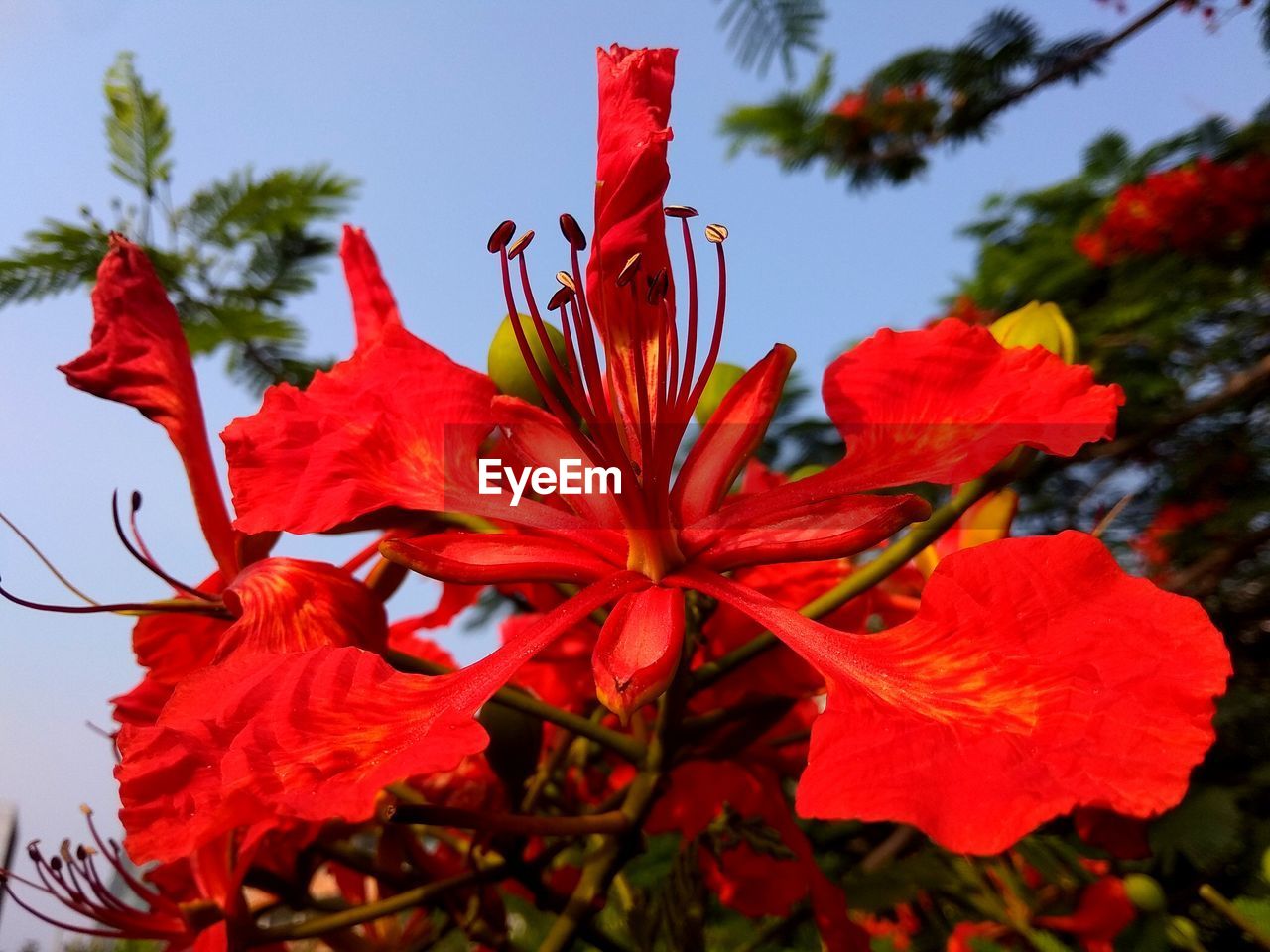 CLOSE-UP OF RED ROSE FLOWERS