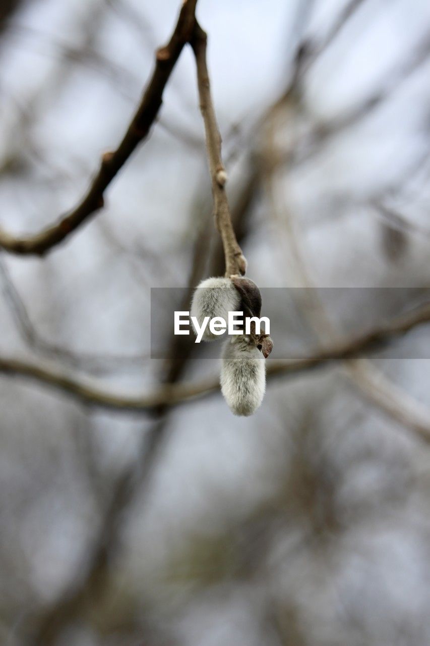 winter, spring, branch, leaf, tree, twig, close-up, plant, flower, macro photography, no people, nature, hanging, focus on foreground, day, blossom, selective focus, outdoors, snow, beauty in nature, frost, cold temperature, low angle view, white