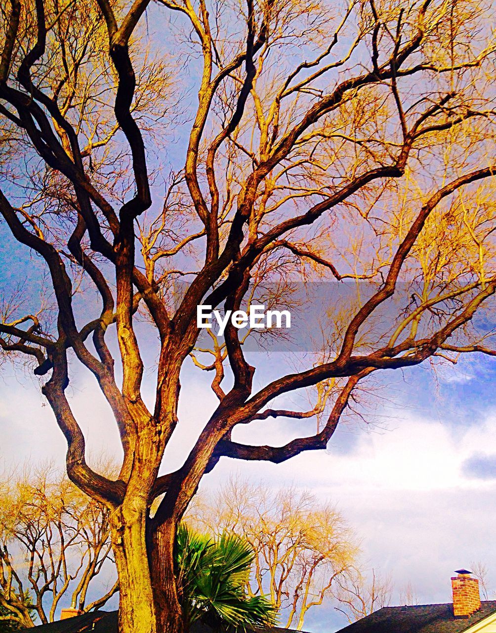 CLOSE-UP OF TREE AT SUNSET