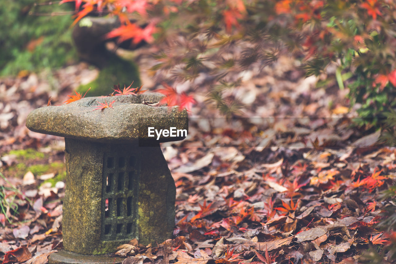 Close-up of stone lantern by maple leaves at japanese garden