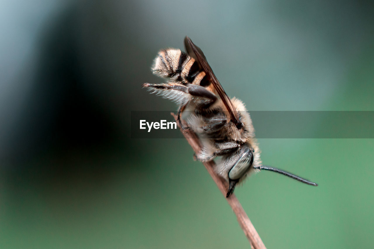 Close-up of insect on branch