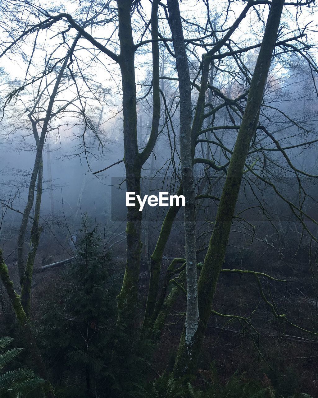 Trees in forest under foggy weather