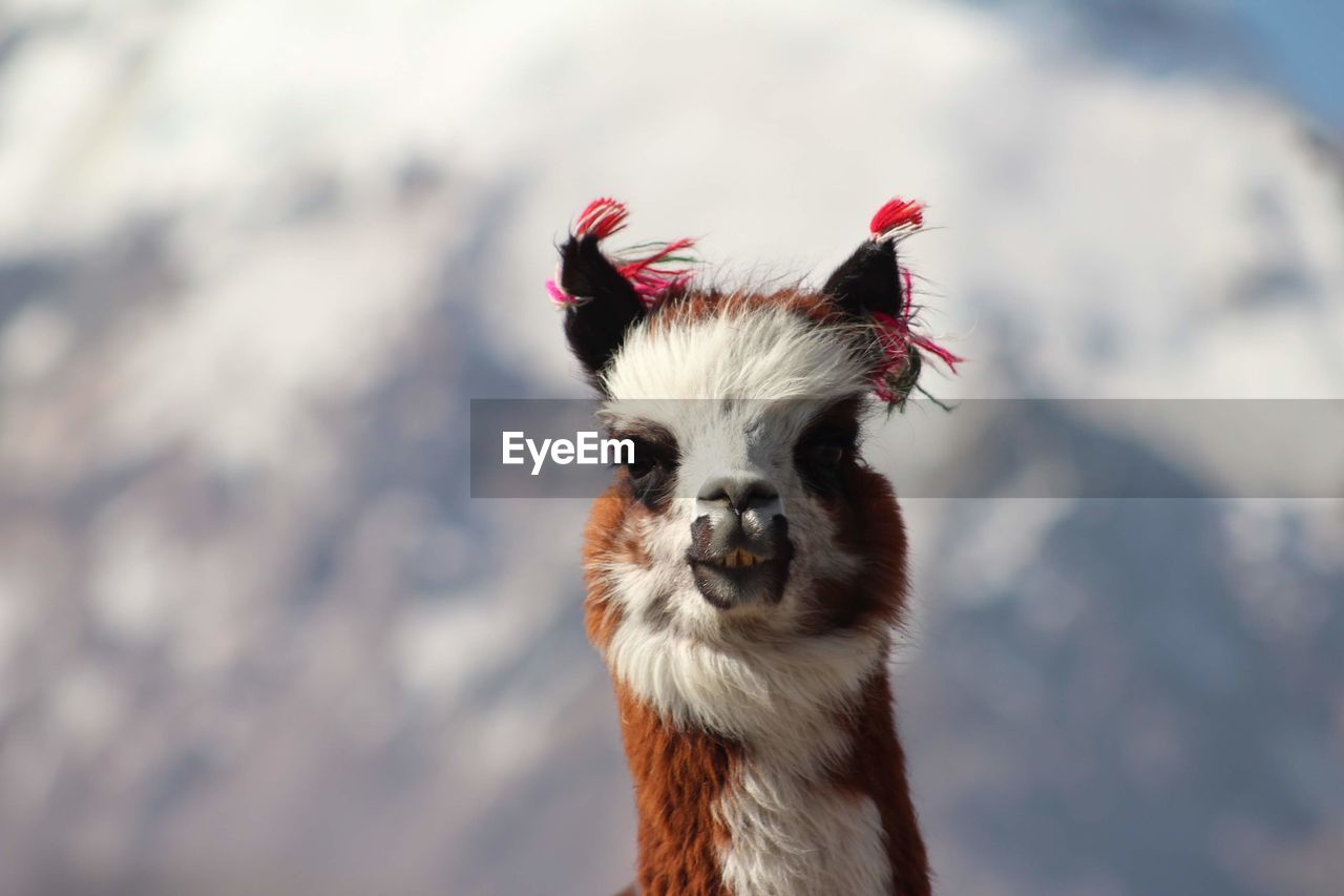 animal themes, animal, one animal, mammal, domestic animals, llama, portrait, livestock, pet, looking at camera, animal body part, nature, animal head, close-up, no people, day, outdoors, focus on foreground, alpaca